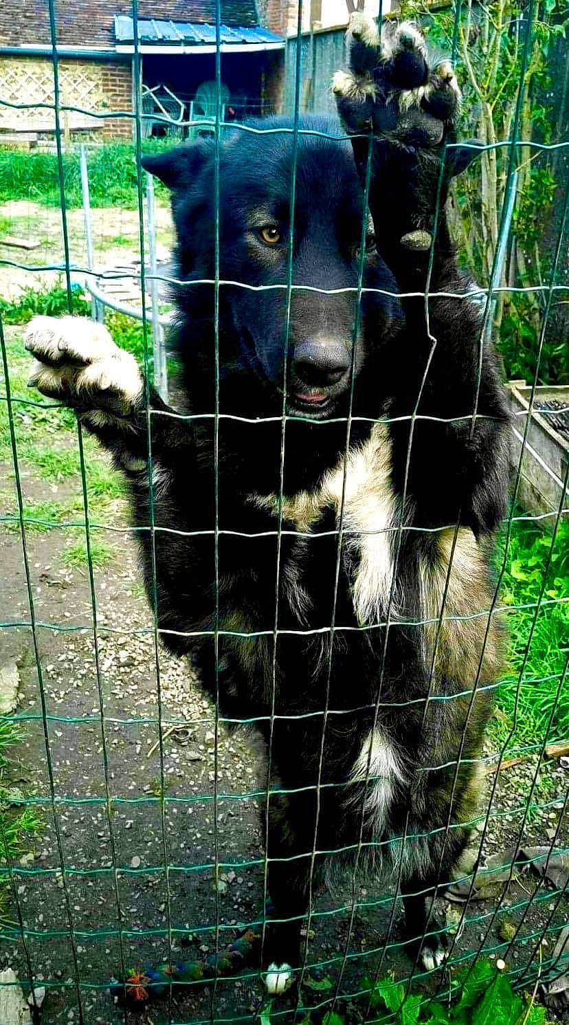 Espoir participe au concours pour gagner de l'argent avec cette photo : animal_shelter, cage, canidae, carnivore, claw, companion_dog, dog_breed, dog_supply, fence, fur, mesh, pet_supply, plant, service, snout, tail, terrestrial_animal, whiskers, wire_fencing, working_animal