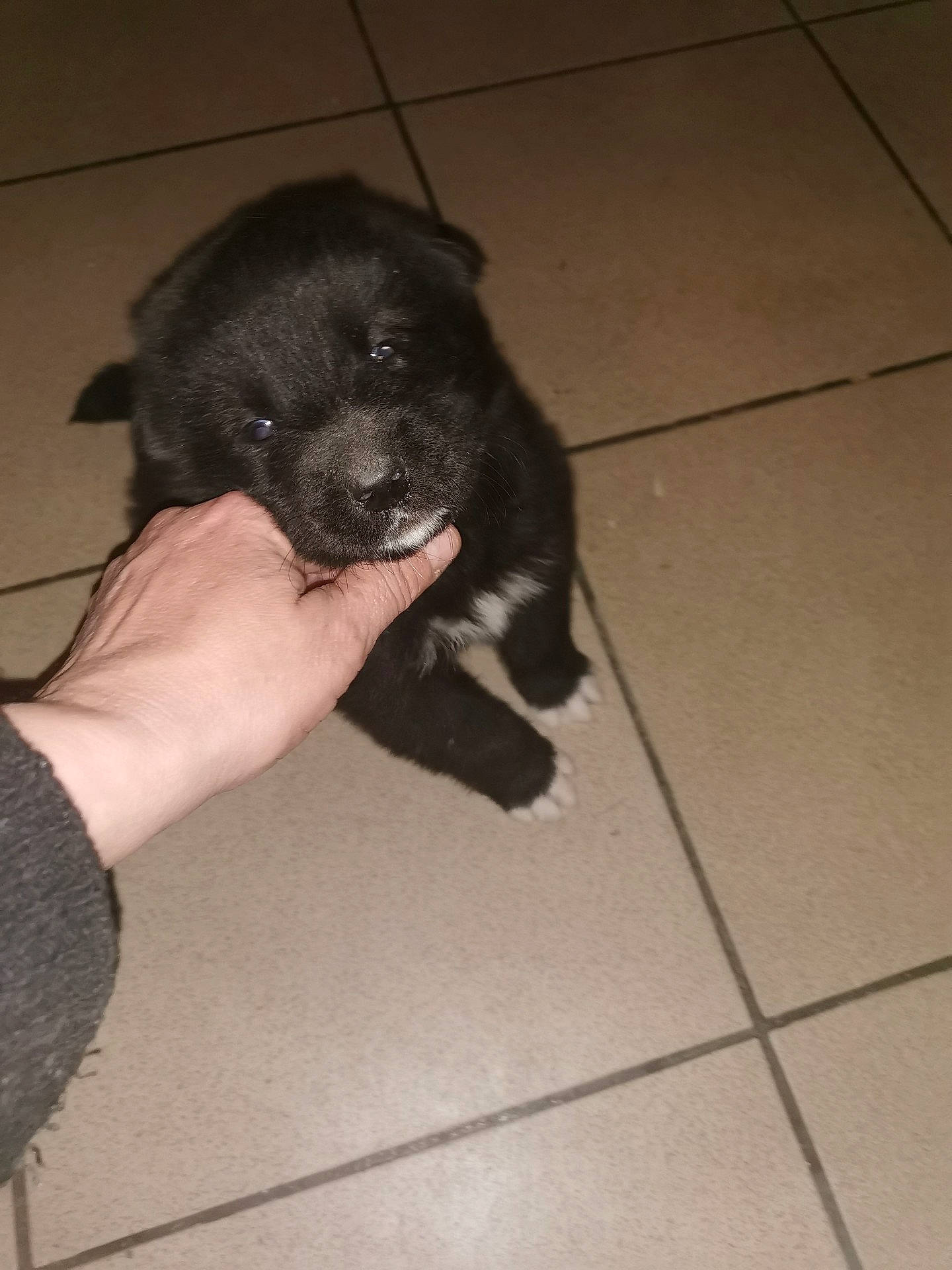 Espoir a rejoint le concours — aidez-le/la à gagner de superbes lots ! borador, canidae, carnivore, companion_dog, dog, dog_breed, electric_blue, flooring, fur, hardwood, paw, puppy, snout, sporting_group, tail, terrestrial_animal, tile_flooring, watch, whiskers, working_animal