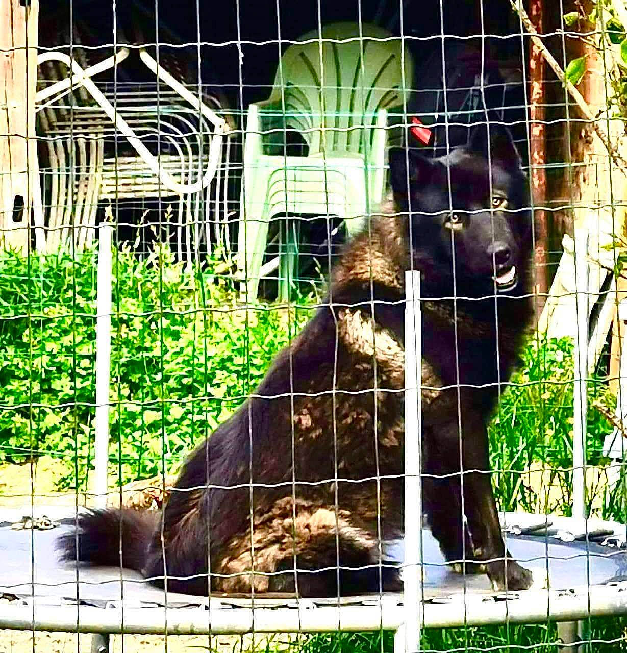 Espoir a rejoint le concours — aidez-le/la à gagner de superbes lots ! adaptation, animal_shelter, big_cats, cage, carnivore, dog_breed, fawn, felidae, fur, grass, mesh, organism, pet_supply, plant, procyonidae, small_to_medium_sized_cats, snout, terrestrial_animal, whiskers, wildlife