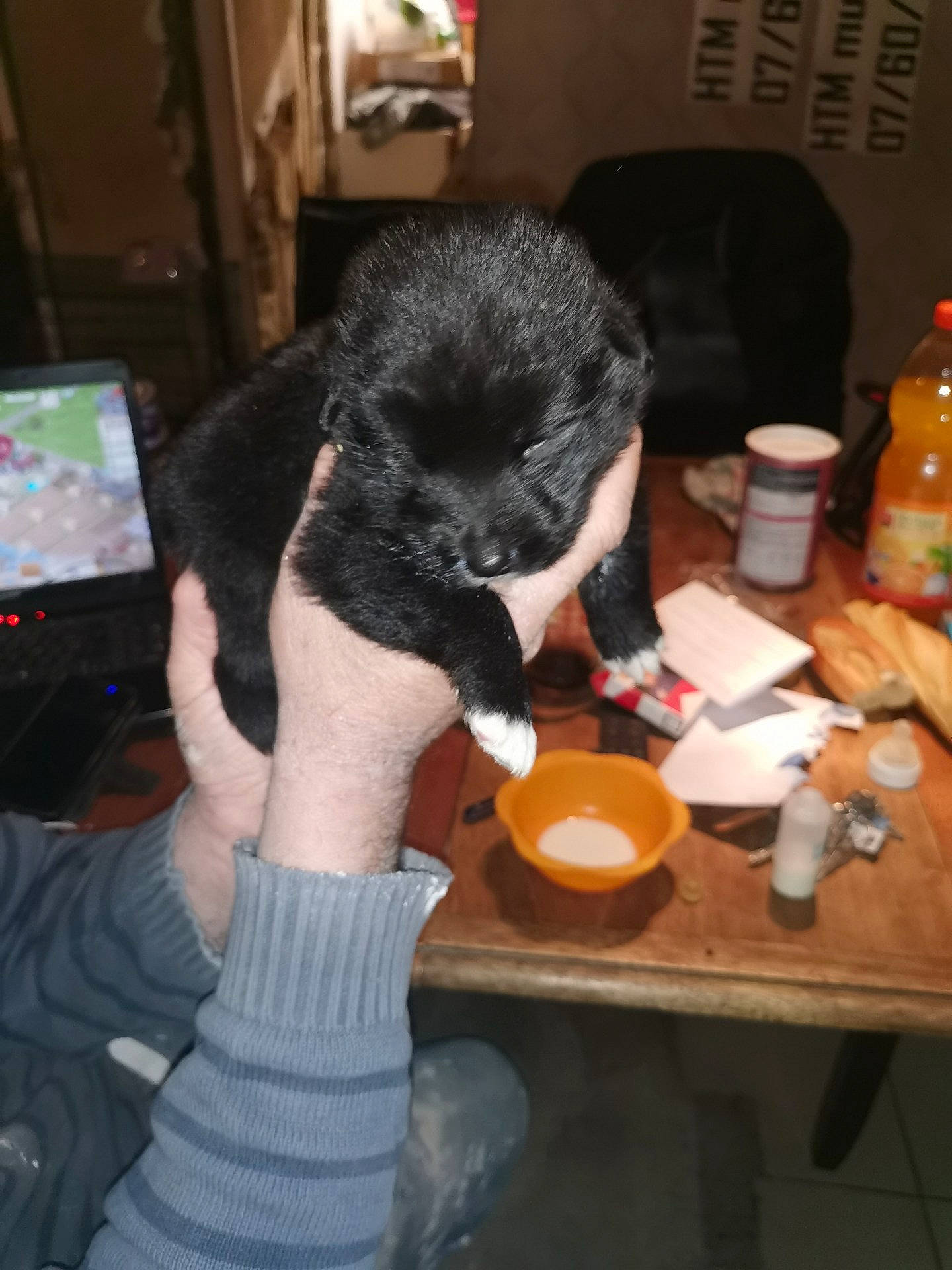 Espoir a rejoint le concours — aidez-le/la à gagner de superbes lots ! carnivore, chair, comfort, comfort_food, companion_dog, drink, felidae, fur, hand, orange, plate, room, small_to_medium_sized_cats, sporting_group, table, tablet_computer, tableware, water_bottle, wood