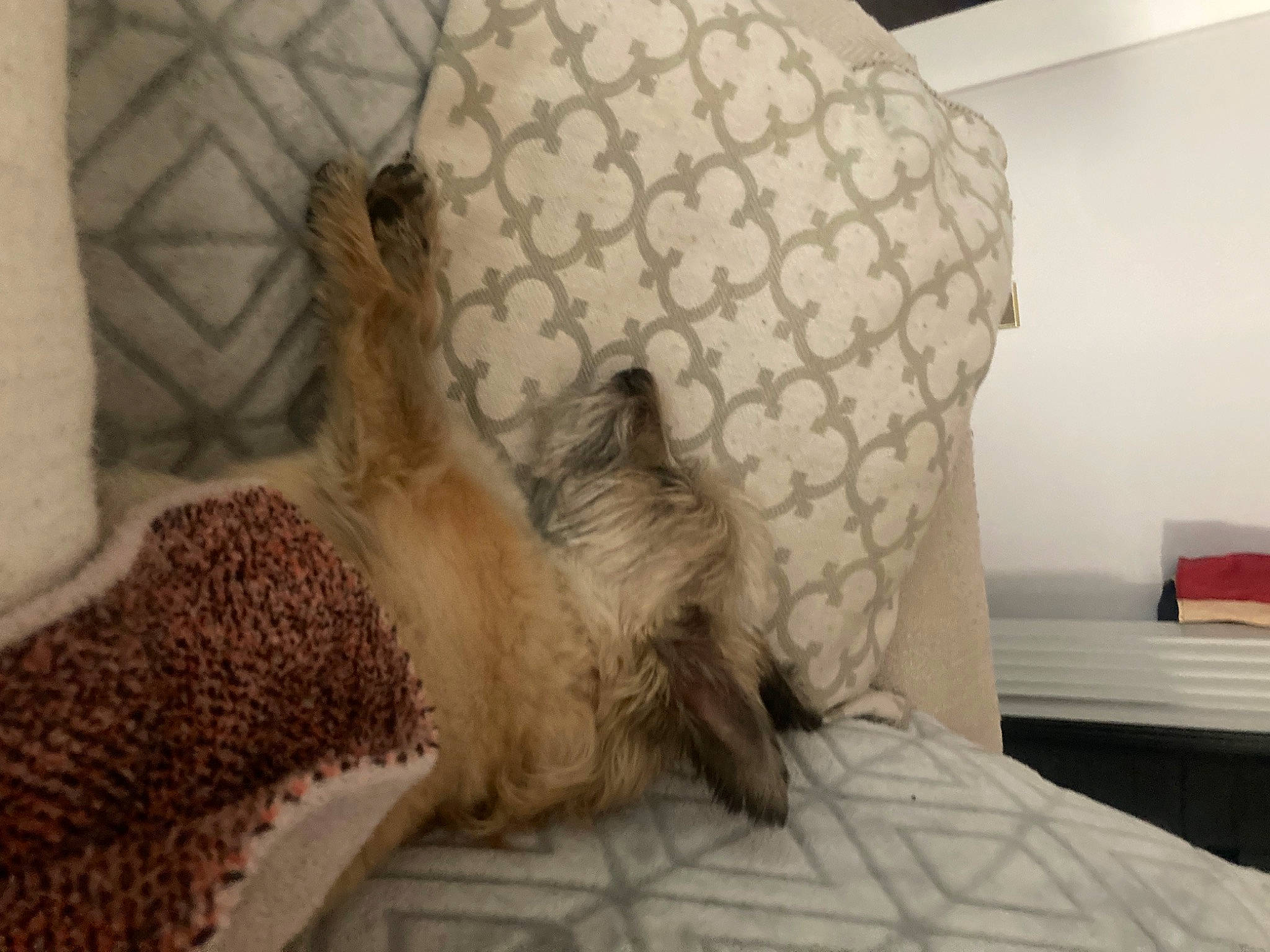 Biscuit is registered to the contest to win money with this photo: bed, bed_sheet, bedding, carnivore, comfort, companion_dog, dog_breed, fawn, felidae, flooring, fur, human_leg, linens, paw, room, small_to_medium_sized_cats, tail, terrestrial_animal, whiskers, wood