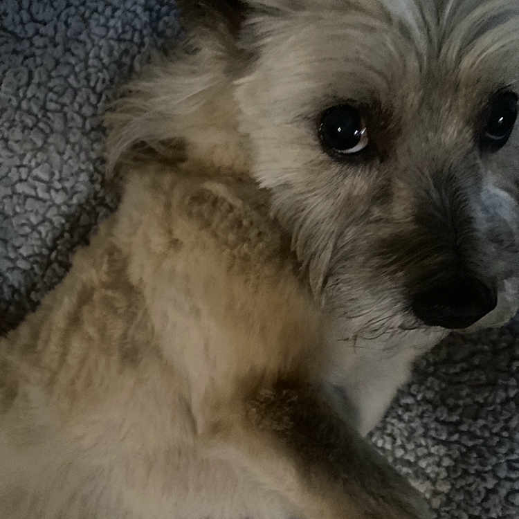 Biscuit