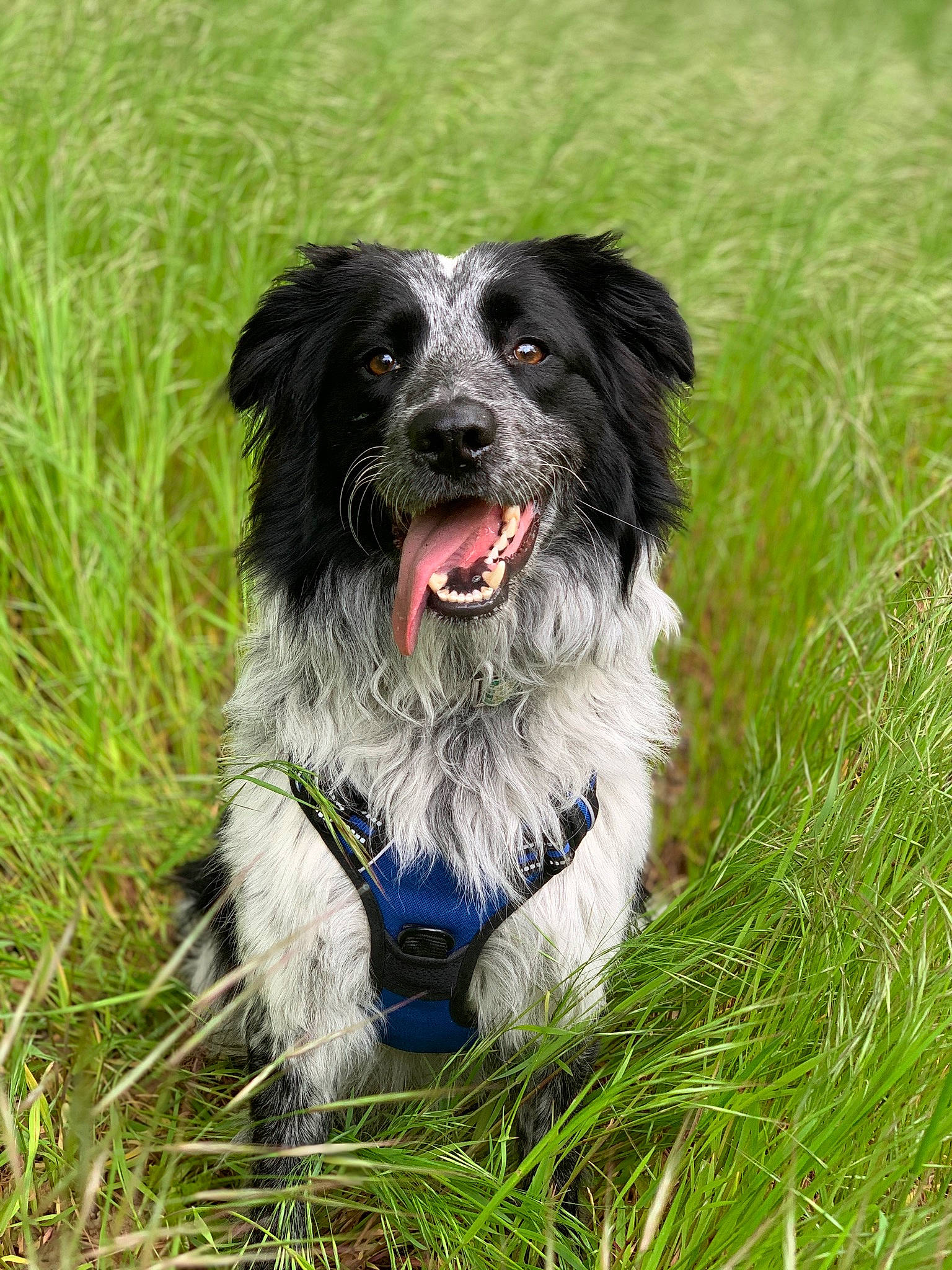 Boston participe au concours pour gagner de l'argent avec cette photo : bowl, canidae, carnivore, circle, collar, companion_dog, dog, dog_breed, dog_collar, dog_supply, electric_blue, grass, herding_dog, plant, recreation, snout, sporting_group, water_dog, whiskers, working_dog