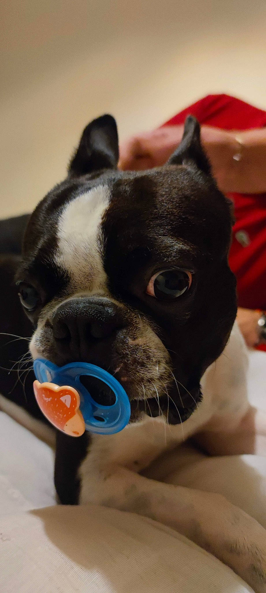 Poker participe au concours pour gagner de l'argent avec cette photo : boston_terrier, bulldog, carnivore, collar, comfort, companion_dog, dog, dog_breed, ear, fawn, french_bulldog, mammal, nose, snout, sporting_group, toy_dog, vertebrate, watch, whiskers, working_animal