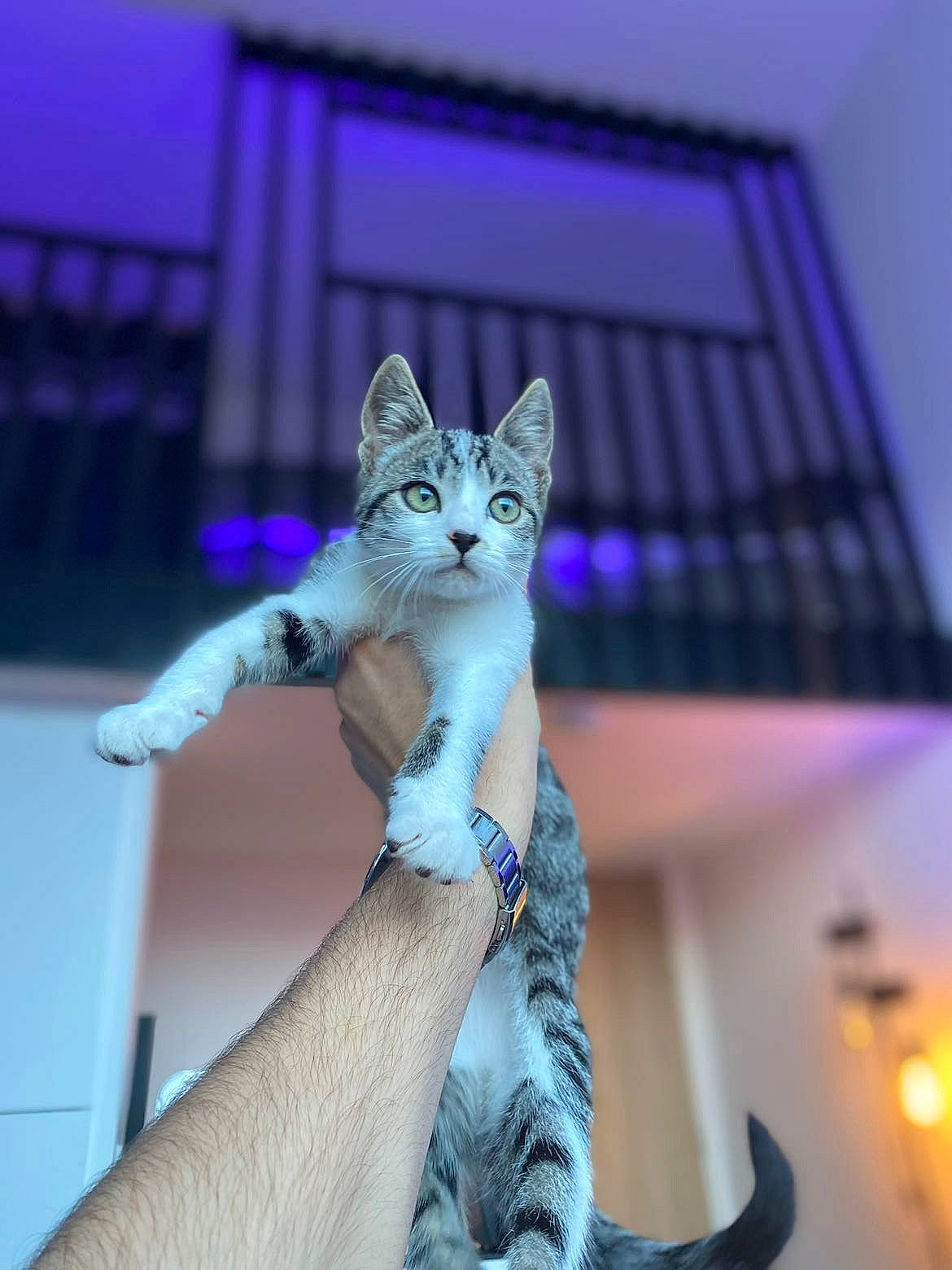 Manhattan a rejoint le concours — aidez-le/la à gagner de superbes lots ! carnivore, cat, domestic_short_haired_cat, door, fawn, felidae, fur, gesture, grey, paw, pink, plant, purple, sitting, small_to_medium_sized_cats, tail, toy, tree, violet, whiskers