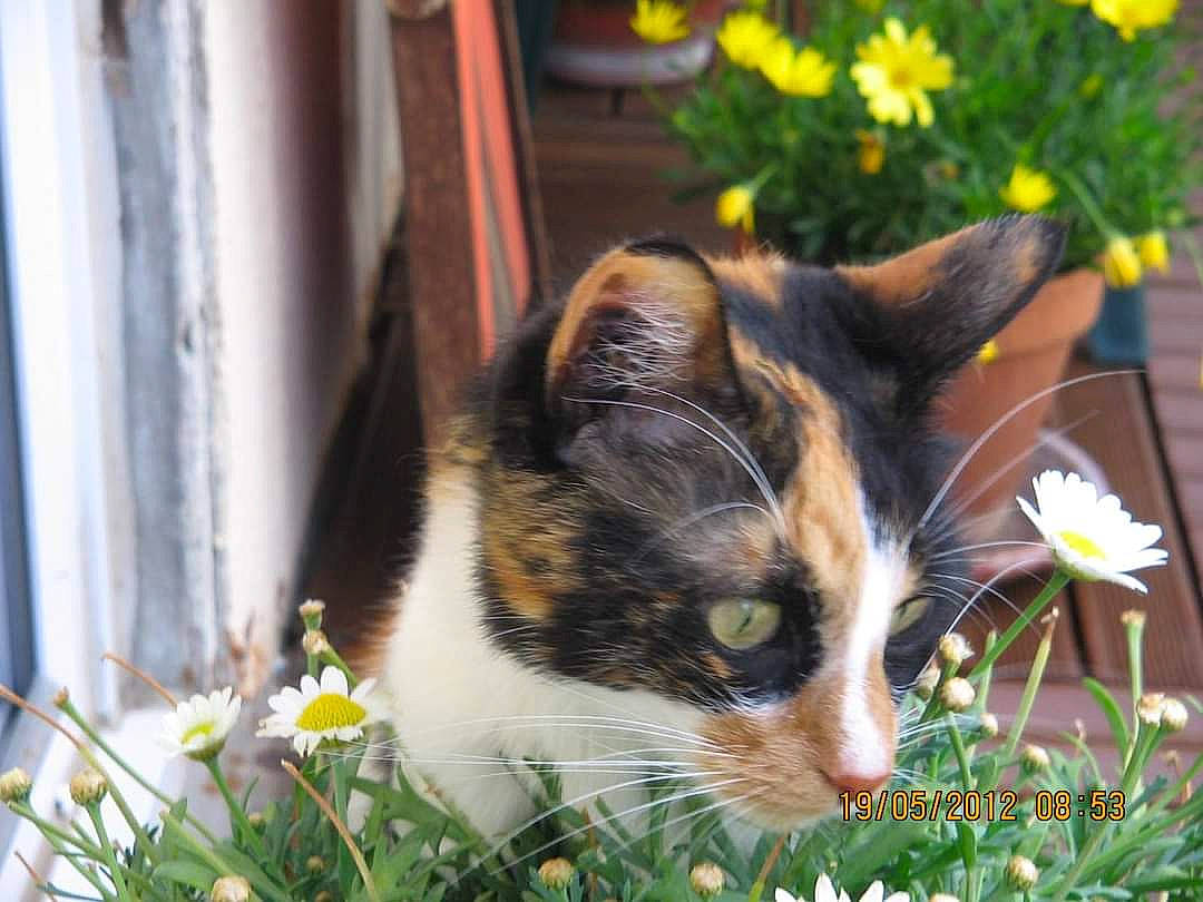 Chouquette participe au concours pour gagner de l'argent avec cette photo : annual_plant, carnivore, cat, domestic_short_haired_cat, felidae, flower, flowerpot, fur, grass, groundcover, herb, herbaceous_plant, houseplant, petal, plant, small_to_medium_sized_cats, spring, whiskers, wood, yellow