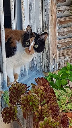 Chouquette a rejoint le concours — aidez-le/la à gagner de superbes lots ! art, carnivore, cat, door, felidae, fur, grass, landscape, pattern, plant, small_to_medium_sized_cats, tail, tree, vertebrate, whiskers, wildlife, wood