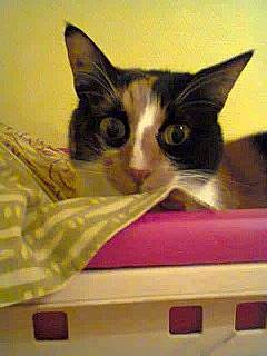 Chouquette a rejoint le concours — aidez-le/la à gagner de superbes lots ! box, cardboard, carmine, carnivore, carton, cat, comfort, domestic_short_haired_cat, felidae, fur, packaging_and_labeling, paper_product, paw, publication, room, small_to_medium_sized_cats, snout, tail, whiskers