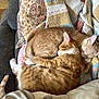 Peaches joined the competition — help win amazing prizes! animal, blanket, cat, companion, couch, cozy, cute, domestic_cat, fur, home, indoor, nap, orange_tabby, pet, relaxing, resting, sleeping, snuggling, soft_texture, two_cats