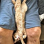 Peaches is registered to the contest to win money with this photo: animal, blue_shorts, cat, couch, cute, domestic, feline, fur, indoor, kitten, legs, orange_tabby, paw, person, pet, playful, relaxed, resting, stretching, tongue_out