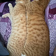Peaches joined the competition — help win amazing prizes! animal, bed, cat, cozy, cute, domestic_cat, feline, fur, ginger, indoor, pair, pet, purple, quilt, relaxing, resting, sleeping, striped_fur, tabby, two_animals