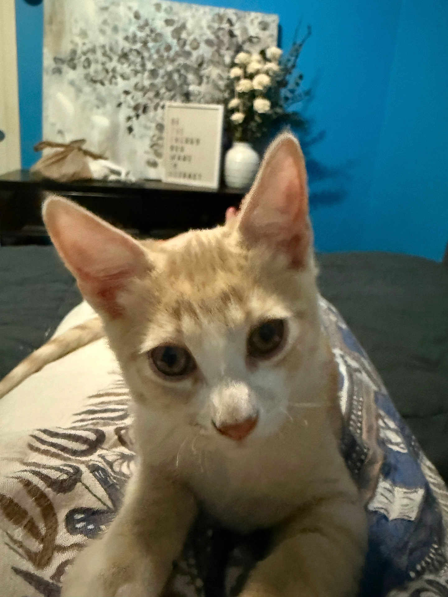 Peaches is registered to the contest to win money with this photo: animal, bed, blanket, blue_wall, cat, closeup, curious, decor, ears, eyes, feline, flowers, home, indoor, kitten, pet, portrait, soft_focus, vase, young_cat