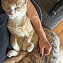 Peaches is registered to the contest to win money with this photo: arm, cat, closeup, comfort, couch, cushion, fur, hand, home, indoor, nail_polish, orange_tabby, paw, person, pet, relaxing, remote_control, resting, sleeping, tail