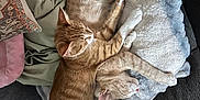 Peaches is registered to the contest to win money with this photo: animal, blanket, cat, cats, companion, couch, cozy, cuddle, cute, domestic_cat, fur, furniture, ginger_cat, indoor, pet, relaxing, resting, sleeping, soft, two_animals