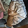 animal, blanket, cat, cats, companion, couch, cozy, cuddle, cute, domestic_cat, fur, furniture, ginger_cat, indoor, pet, relaxing, resting, sleeping, soft, two_animals