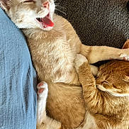 Peaches joined the competition — help win amazing prizes! animal, cat, cats, companion, couch, cozy, cuddling, cute, domestic_animal, fabric, feline, friendship, fur, ginger_cat, indoor, pets, relaxing, resting, sleeping, yawning