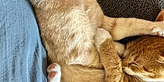 Peaches joined the competition — help win amazing prizes! animal, cat, cats, companion, couch, cozy, cuddling, cute, domestic_animal, fabric, feline, friendship, fur, ginger_cat, indoor, pets, relaxing, resting, sleeping, yawning
