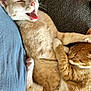 animal, cat, cats, companion, couch, cozy, cuddling, cute, domestic_animal, fabric, feline, friendship, fur, ginger_cat, indoor, pets, relaxing, resting, sleeping, yawning