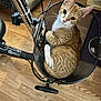 animal, basket, bike, bike_basket, cat, curious, cute, domestic_cat, feline, house_pet, indoor, looking_up, metal, orange_cat, pet, relaxed, sitting, white_cat, wooden_floor, young_cat