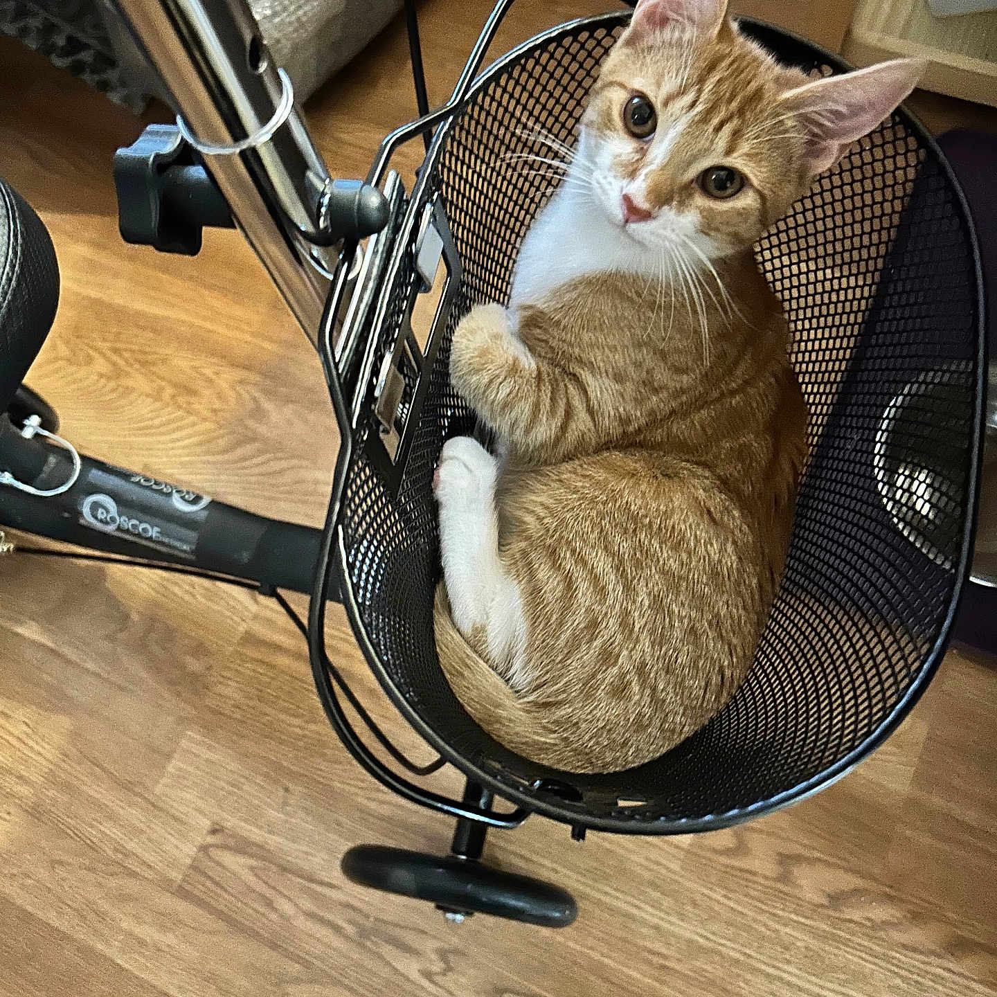 Ginger