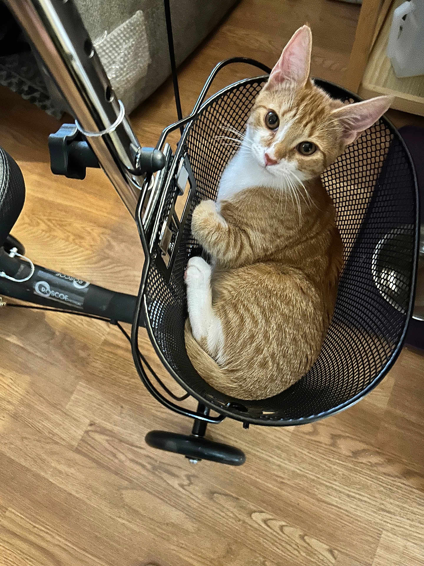 Ginger joined the competition — help win amazing prizes! cat, orange_cat, white_cat, bike_basket, indoor, wooden_floor, pet, curious, feline, basket, bike, metal, domestic_cat, looking_up, sitting, animal, cute, young_cat, house_pet, relaxed
