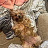 Bailey Grace joined the competition — help win amazing prizes! animal, belly_up, blanket, brown_fur, couch, cute, dog, fluffy, funny, indoor, living_room, lying_down, pet, pillow, playful, portrait, puppy, relaxed, small_dog, yorkshire_terrier