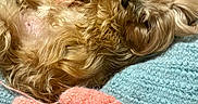 Bailey Grace joined the competition — help win amazing prizes! belly_up, black_nose, blanket, brown_fur, cozy, craft_supplies, dog, fur, indoors, knitting, long_hair, lying_down, pet, portrait, relaxed, shaggy_dog, sleeping, small_dog, tan_fur, yarn