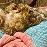 belly_up, black_nose, blanket, brown_fur, cozy, craft_supplies, dog, fur, indoors, knitting, long_hair, lying_down, pet, portrait, relaxed, shaggy_dog, sleeping, small_dog, tan_fur, yarn