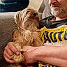 Bailey Grace joined the competition — help win amazing prizes! affection, beard, brown_fur, casual, companion, couch, cuddling, dog, holding, home, indoors, long_hair, man, person, pet, portrait, sitting, small_dog, t_shirt, tan_fur