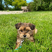 Bailey Grace joined the competition — help win amazing prizes! animal, brown_fur, bushes, dog, fluffy, garden, grass, greenery, lawn, leash, nature, outdoor, pet, phone_screenshot, portrait, puppy, sitting, small_dog, sunlight, trees