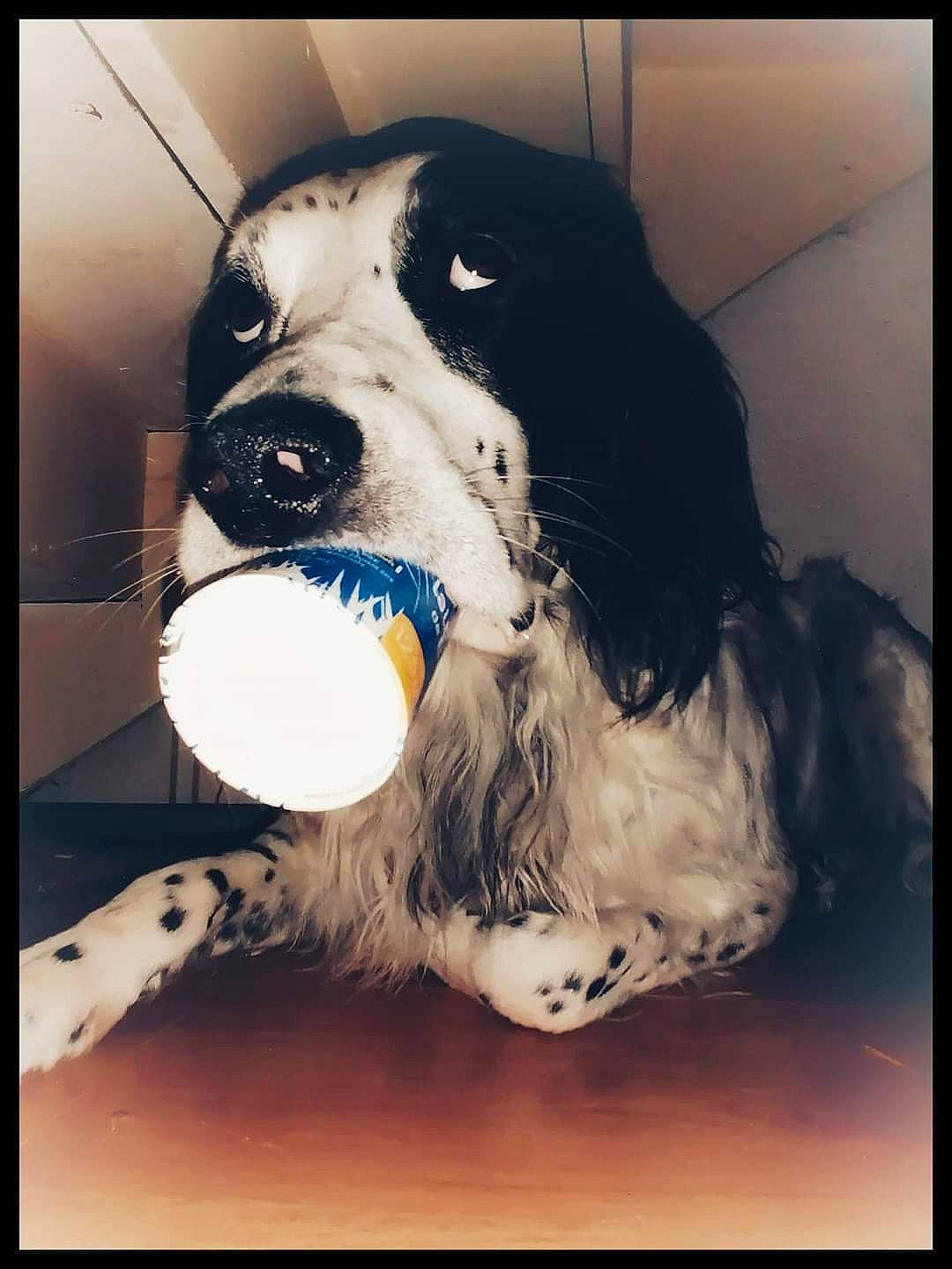 Natsu participe au concours pour gagner de l'argent avec cette photo : canidae, carnivore, companion_dog, dog, dog_breed, dog_collar, fang, fur, monochrome_photography, non_sporting_group, rectangle, snout, spaniel, sporting_group, stock_photography, terrestrial_animal, tints_and_shades, visual_arts, whiskers, working_animal