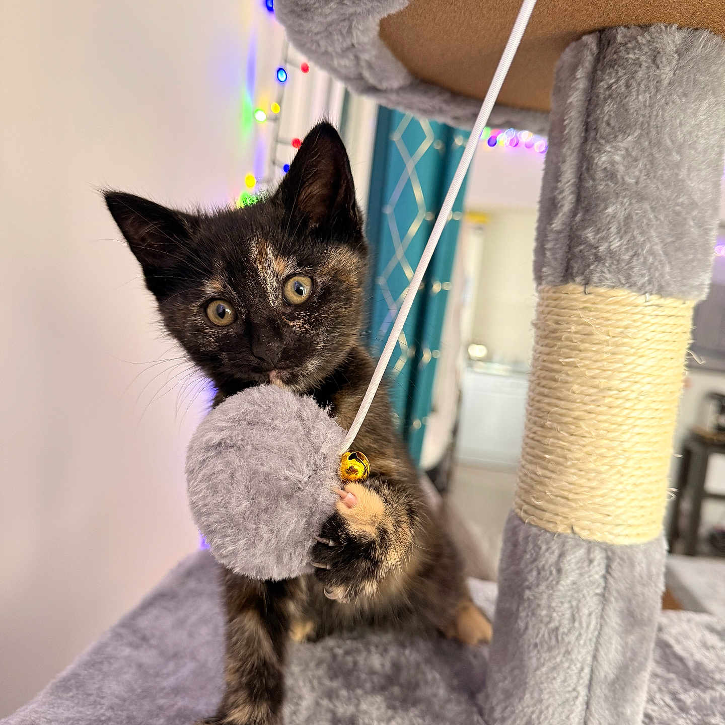Caïpi participe au concours pour gagner de l'argent avec cette photo : animal, background_blur, cat, cat_tree, claw, curious, cute, decor, feline, fuzzy, home, indoor, kitten, paw, pet, playful, soft_texture, string_lights, tortoiseshell, toy