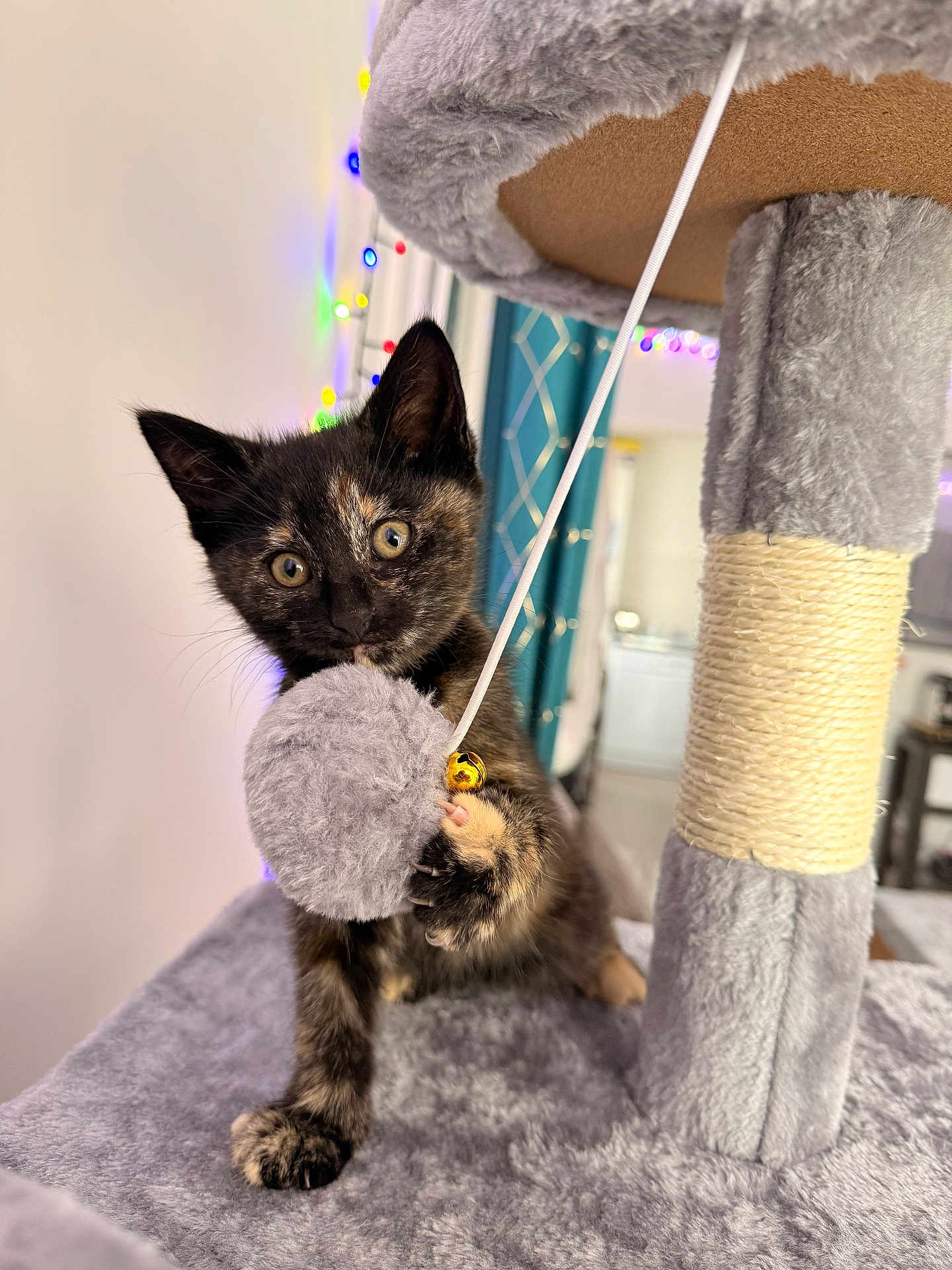 Caïpi participe au concours pour gagner de l'argent avec cette photo : kitten, cat, tortoiseshell, cat_tree, toy, fuzzy, paw, indoor, pet, playful, string_lights, decor, curious, animal, feline, claw, background_blur, soft_texture, home, cute