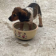 Baya a rejoint le concours — aidez-le/la à gagner de superbes lots ! puppy, dog, water_bowl, concrete, paw_in_water, outdoor, pet, animal, brown_fur, white_fur, black_fur, cute, young_dog, playing, wet_paws, canine, bowl, thirsty, funny, domestic_animal