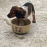 puppy, dog, water_bowl, concrete, paw_in_water, outdoor, pet, animal, brown_fur, white_fur, black_fur, cute, young_dog, playing, wet_paws, canine, bowl, thirsty, funny, domestic_animal