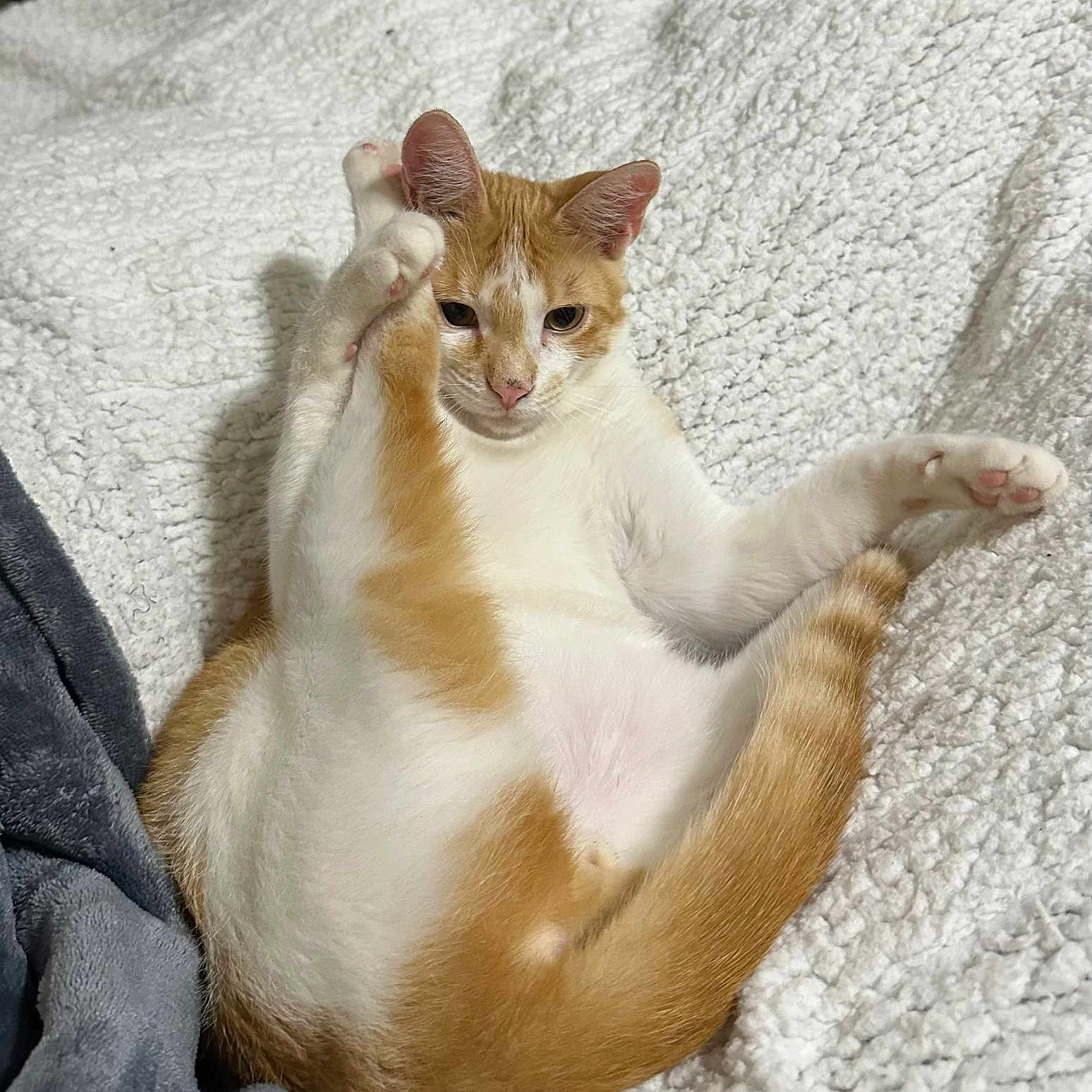 Leo is registered to the contest to win money with this photo: abyssinian, angora, animal, bed, blanket, cat, furniture, indoors, kitten, manx, person, pet, quilt, siamese, sleeping, towel, white