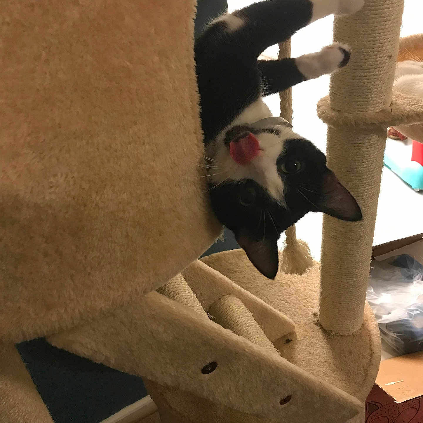 Aphrodite is registered to the contest to win money with this photo: abyssinian, animal, blackcat, blanket, cat, chair, couch, furniture, homedecor, indoors, kitten, manx, person, pet, plush, siamese, sleeping, towel, toy, wood