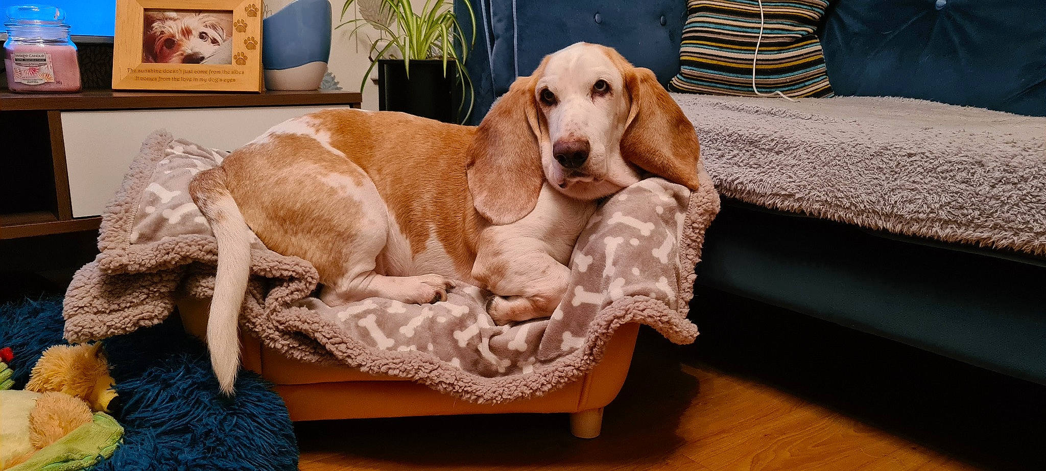 Benji is registered to the contest to win money with this photo: carnivore, chair, comfort, companion_dog, couch, dog, dog_breed, dog_supply, fawn, flowerpot, furniture, hardwood, hound, liver, pet_supply, plant, sporting_group, studio_couch, wood, working_animal