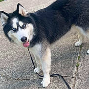 Barney is registered to the contest to win money with this photo: dog, siberian_husky, blue_eyes, black_and_white, leash, concrete, driveway, grass, tree, car, vehicle, outdoor, pet, canine, tongue_out, fur, sidewalk, nature, daytime, animal