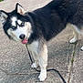 dog, siberian_husky, blue_eyes, black_and_white, leash, concrete, driveway, grass, tree, car, vehicle, outdoor, pet, canine, tongue_out, fur, sidewalk, nature, daytime, animal
