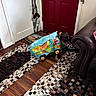 dog, costume, cartoon, turquoise, indoor, living_room, front_door, leather_chair, rug, hardwood_floor, pet, clothing, colorful, funny, standing, small_dog, black_dog, brown_markings, home_decor, photography