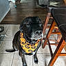 China is registered to the contest to win money with this photo: dog, black_dog, pet, halloween, bandana, orange, sitting, portrait, indoors, kitchen, tile_floor, wood_floor, furniture, bar_stool, chair, home, black_fur, brown_eyes, collar, photography