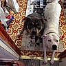 China joined the competition — help win amazing prizes! dog, dogs, pet, portrait, indoor, home, doorway, floor, mat, checkered_mat, white_dog, black_dog, brown_markings, standing, sitting, looking_at_camera, collar, paws, pet_food, patterned_floor