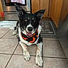 dog, black_and_white, border_collie, pet, animal, portrait, lying_down, happy, smiling, open_mouth, pointed_ears, brown_eyes, bandana, halloween, orange, black, kitchen, tile_floor, cabinets, refrigerator