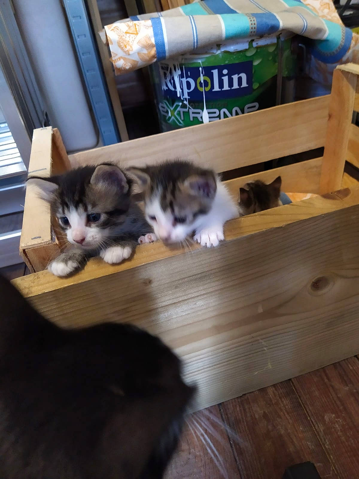 Dory Et Ses Petits participe au concours pour gagner de l'argent avec cette photo : box, carnivore, cat, european_shorthair, felidae, hardwood, kitten, maine_coon, norwegian_forest_cat, small_to_medium_sized_cats, table, whiskers, wood