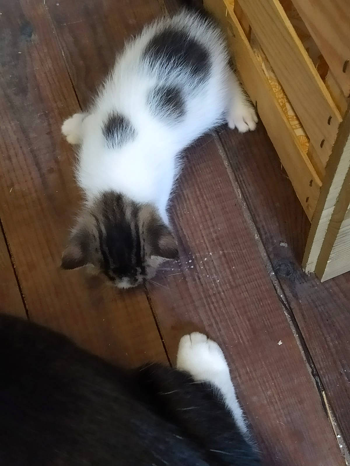 Dory Et Ses Petits a rejoint le concours — aidez-le/la à gagner de superbes lots ! carnivore, cat, felidae, fur, kitten, mammal, norwegian_forest_cat, small_to_medium_sized_cats, tail, whiskers