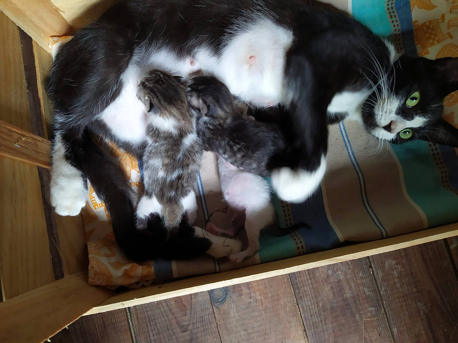 Dory Et Ses Petits a rejoint le concours — aidez-le/la à gagner de superbes lots ! carnivore, cat, domestic_short_haired_cat, european_shorthair, felidae, fur, polydactyl_cat, small_to_medium_sized_cats, tail, whiskers