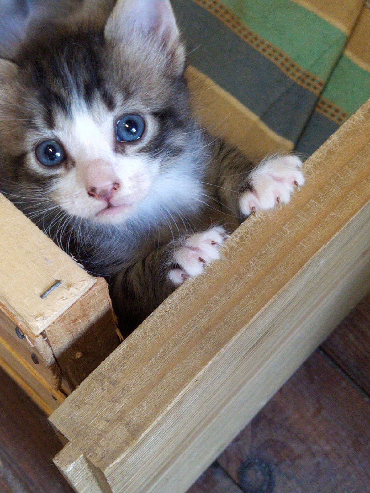 Dory Et Ses Petits a rejoint le concours — aidez-le/la à gagner de superbes lots ! aegean_cat, american_curl, asian, box, carnivore, cat, domestic_short_haired_cat, european_shorthair, fawn, felidae, kitten, mammal, munchkin, norwegian_forest_cat, ojos_azules, ragamuffin, small_to_medium_sized_cats, whiskers