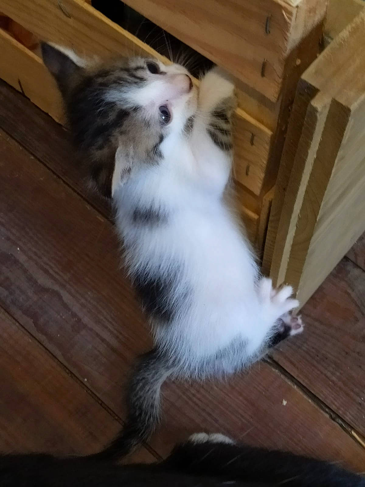 Dory Et Ses Petits a rejoint le concours — aidez-le/la à gagner de superbes lots ! american_curl, carnivore, cat, domestic_long_haired_cat, fawn, felidae, kitten, maine_coon, mammal, norwegian_forest_cat, ragamuffin, small_to_medium_sized_cats, tail, turkish_van, whiskers