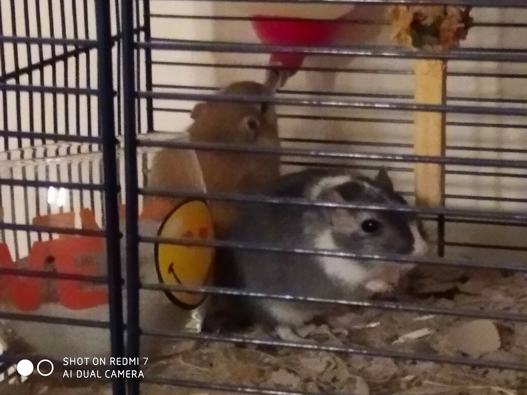 Zam Et Speedy participe au concours pour gagner de l'argent avec cette photo : animal_shelter, cage, chinchilla, degu, domestic_rabbit, gerbil, guinea_pig, mammal, rabbit, rabbits_and_hares, rodent, vertebrate